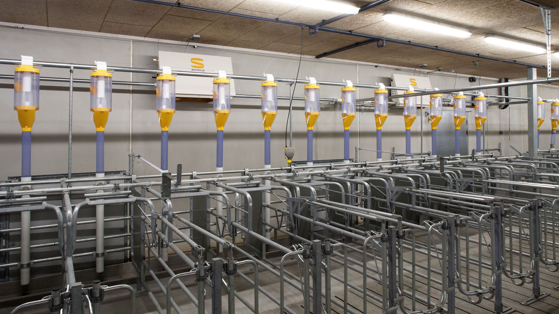 Sistema de alimentación en seco SKIOLD TransPork 