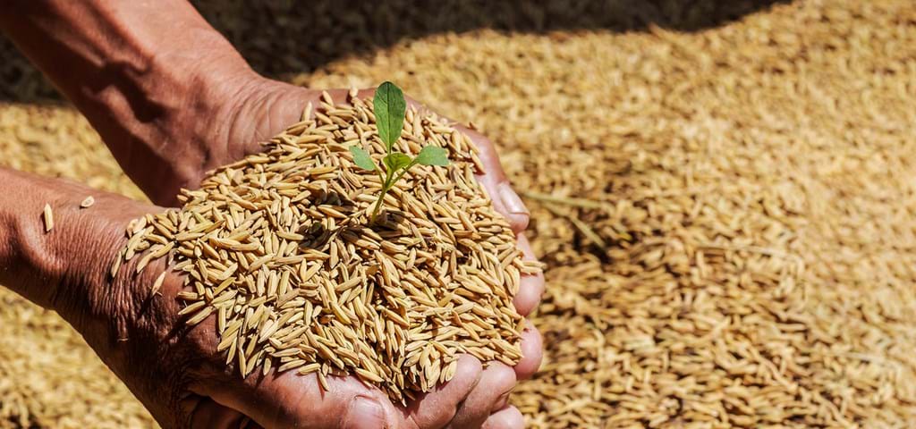 Arroz con cáscara SKIOLD en las manos