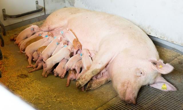 SKIOLD paridera para cerdas sueltas