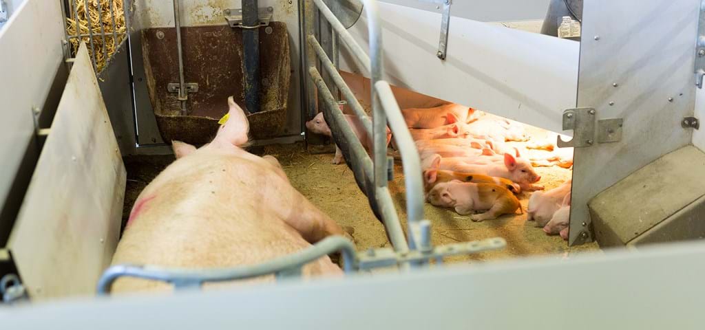 SKIOLD Corral de parto para cerdas sueltas