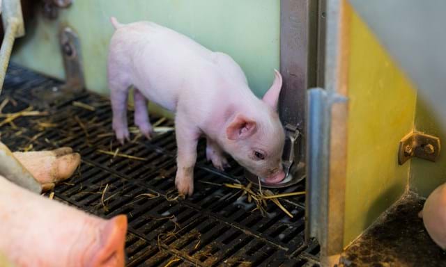 Bebedero para lechones | SKIOLD