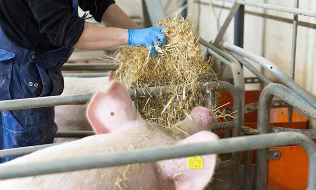 Estante de paja para cerdas SKIOLD