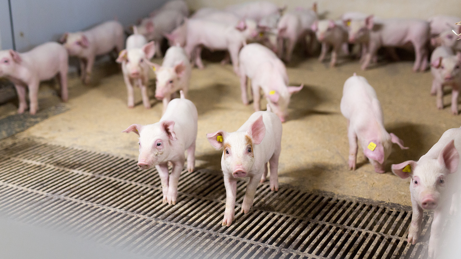 Pavimento en unidad de destete | Piso de hormigón y hierro fundido | SKIOLD 