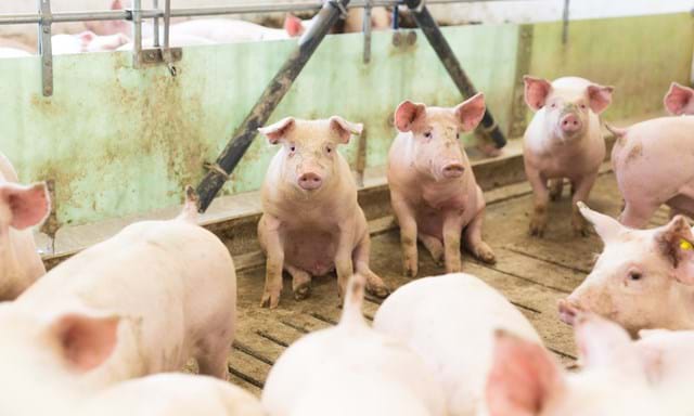 Corrales para cerdos de engorde | SKIOLD