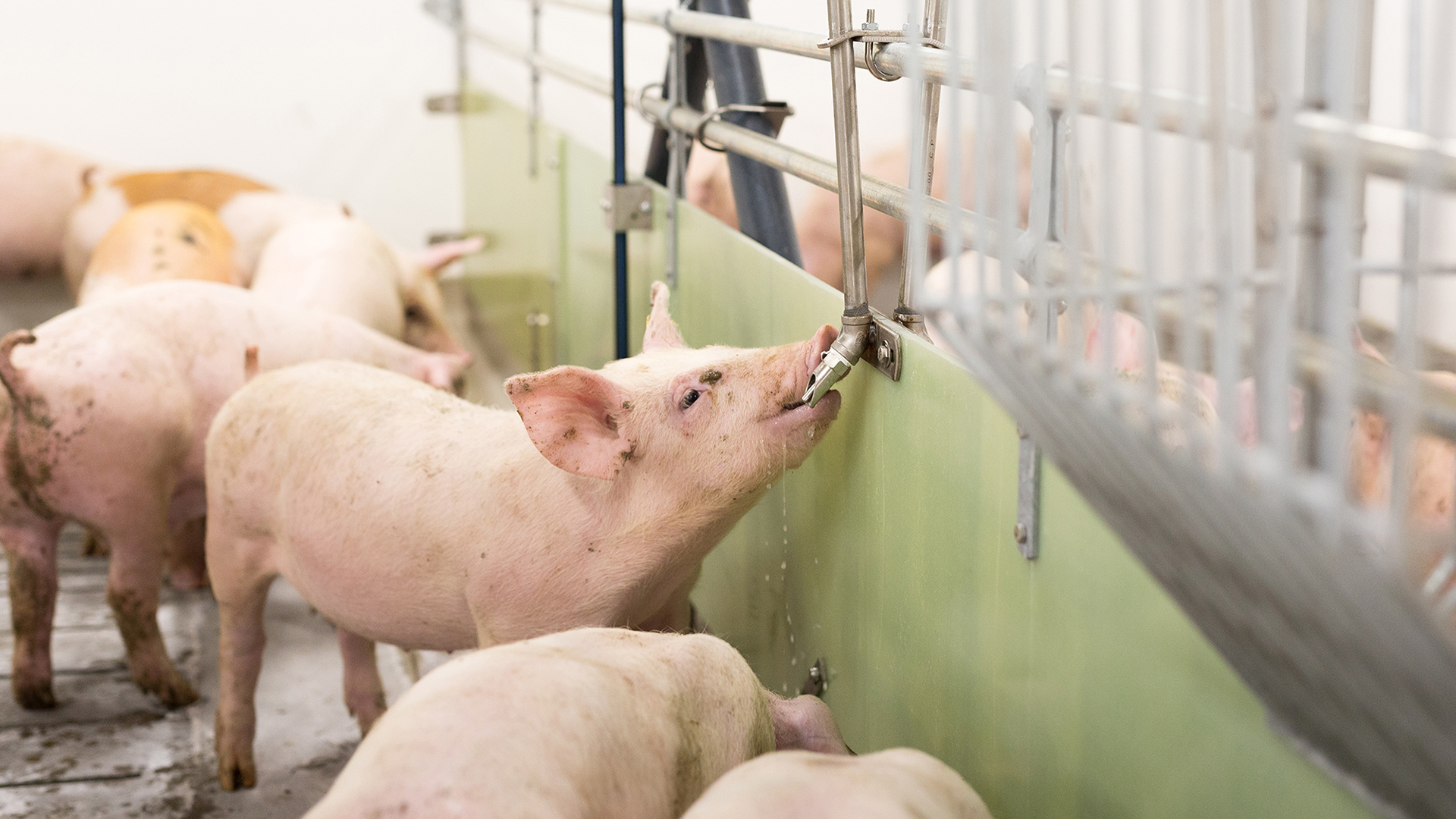 Agua para cerdos de engorde | SKIOLD