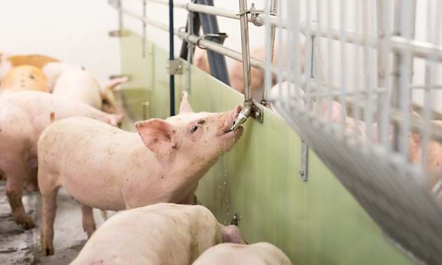 Agua para cerdos de engorde | SKIOLD