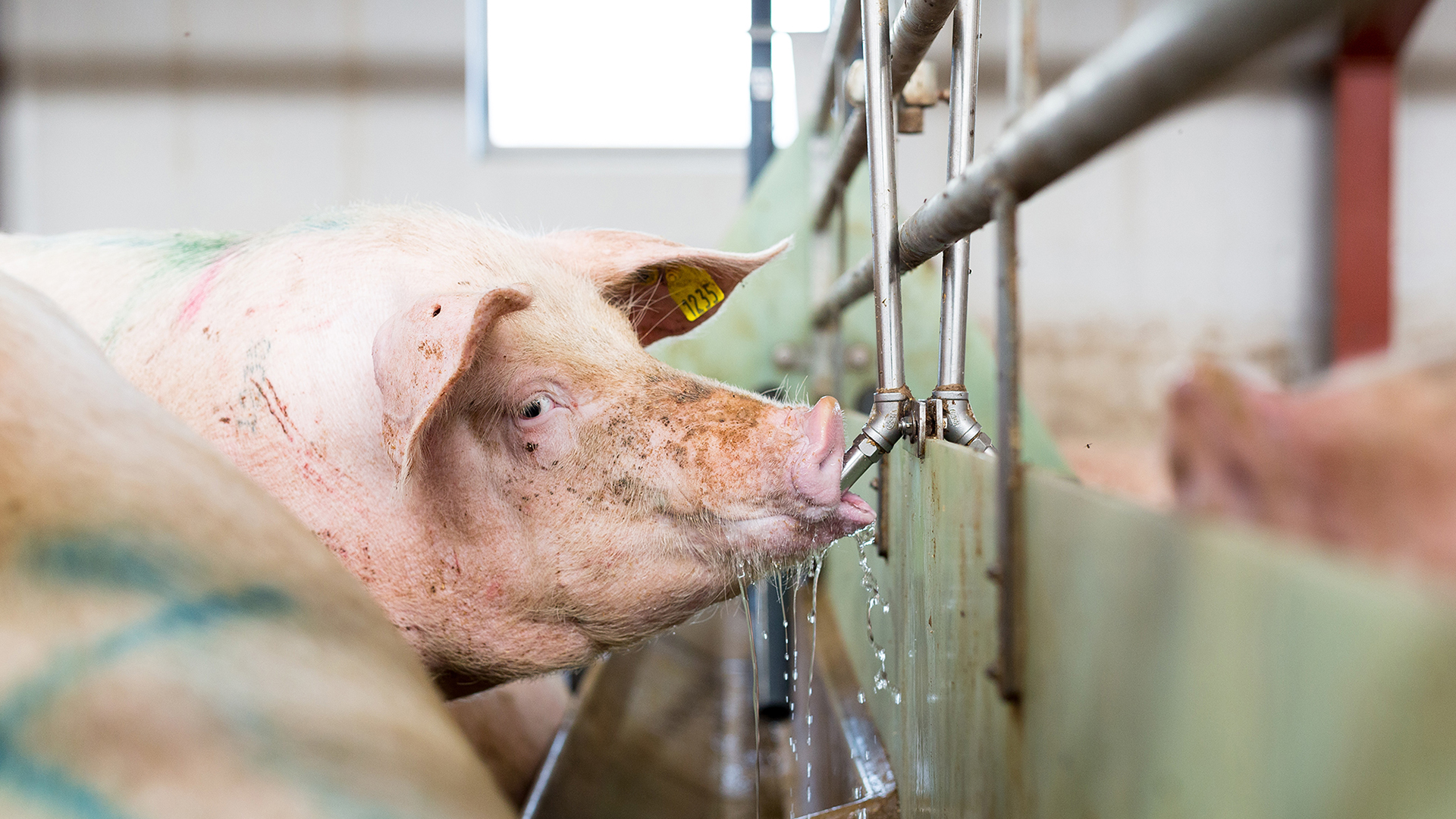 Bebederos para cerdos | SKIOLD