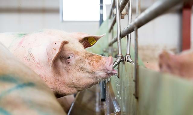 Bebederos para cerdos | SKIOLD