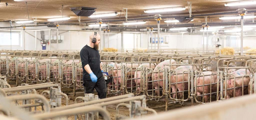 Establos de cerdos para apareamiento y gestación de SKIOLD