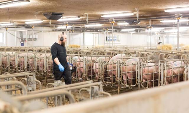 Establos de cerdos para apareamiento y gestación de SKIOLD