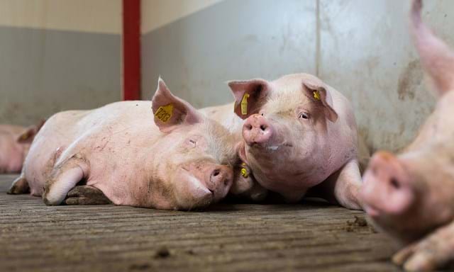 Unidad de Gestación SKIOLD para cerdas sueltas