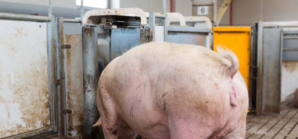 Entrada a la estación de alimentación electrónica para cerdas ESF | SKIOLD