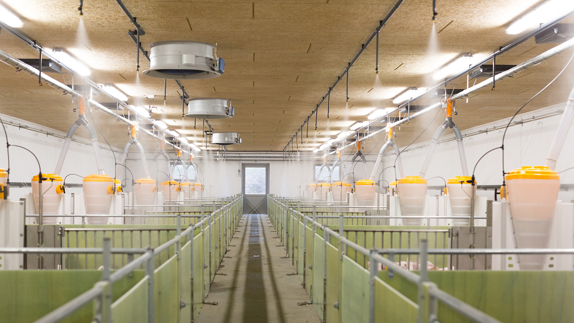 Sistema de aspersión para granjas cerdos | SKIOLD 