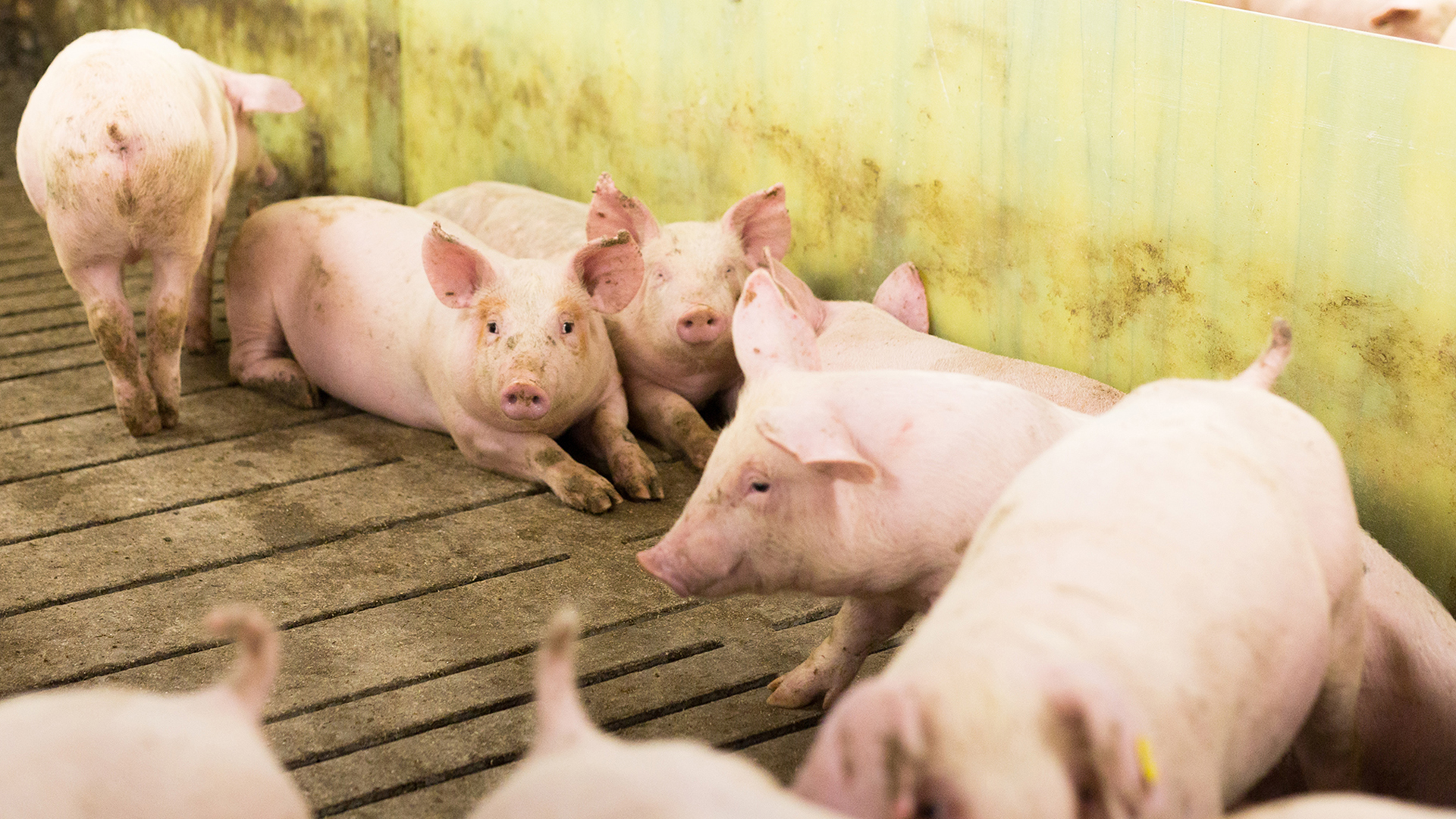 Pisos para unidades de cerdos de engorde | SKIOLD